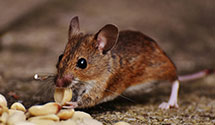 24 Hour & Emergency Exterminators in New Tazewell, TN